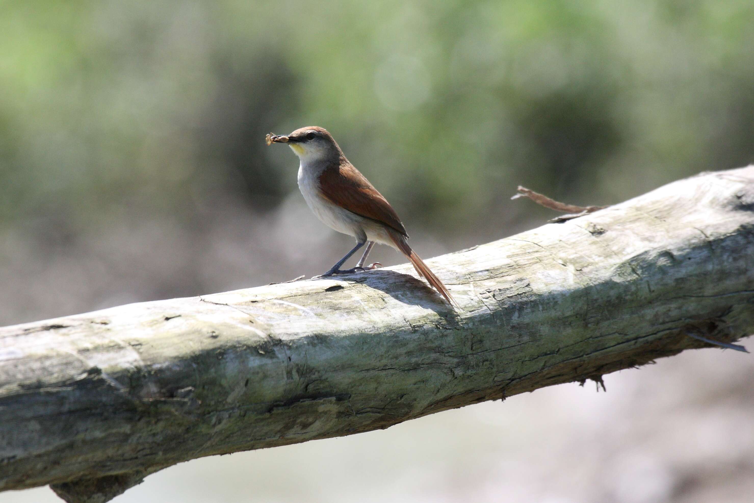 Image of Yellow-chinned Spinetail