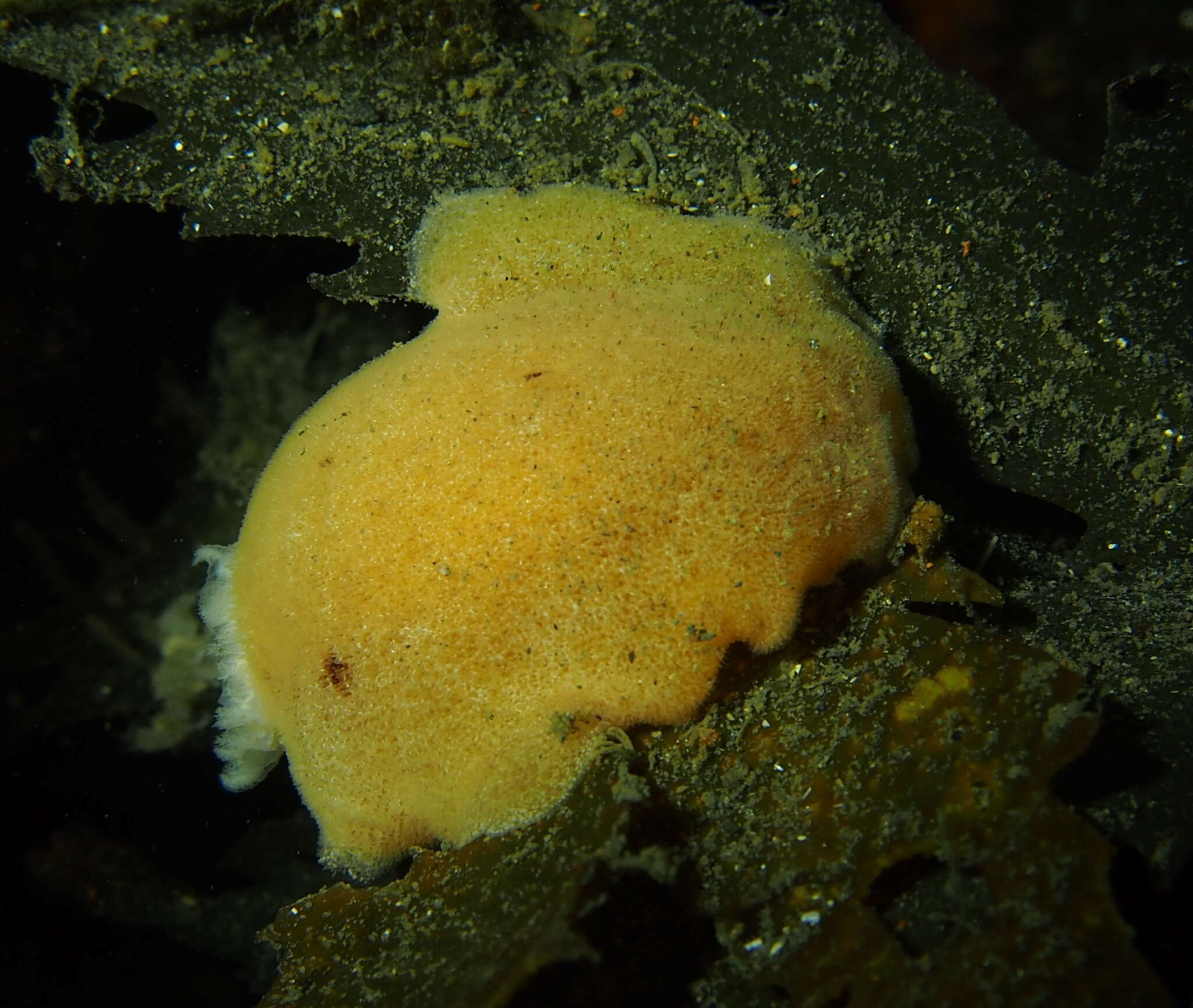 Image of grey sea slug