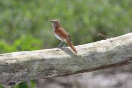 Image of Yellow-chinned Spinetail