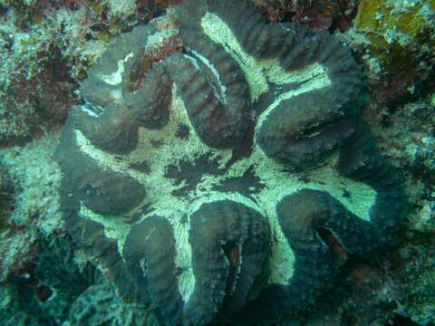 Image of Large single polyp coral