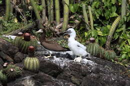 Image of Brown Booby