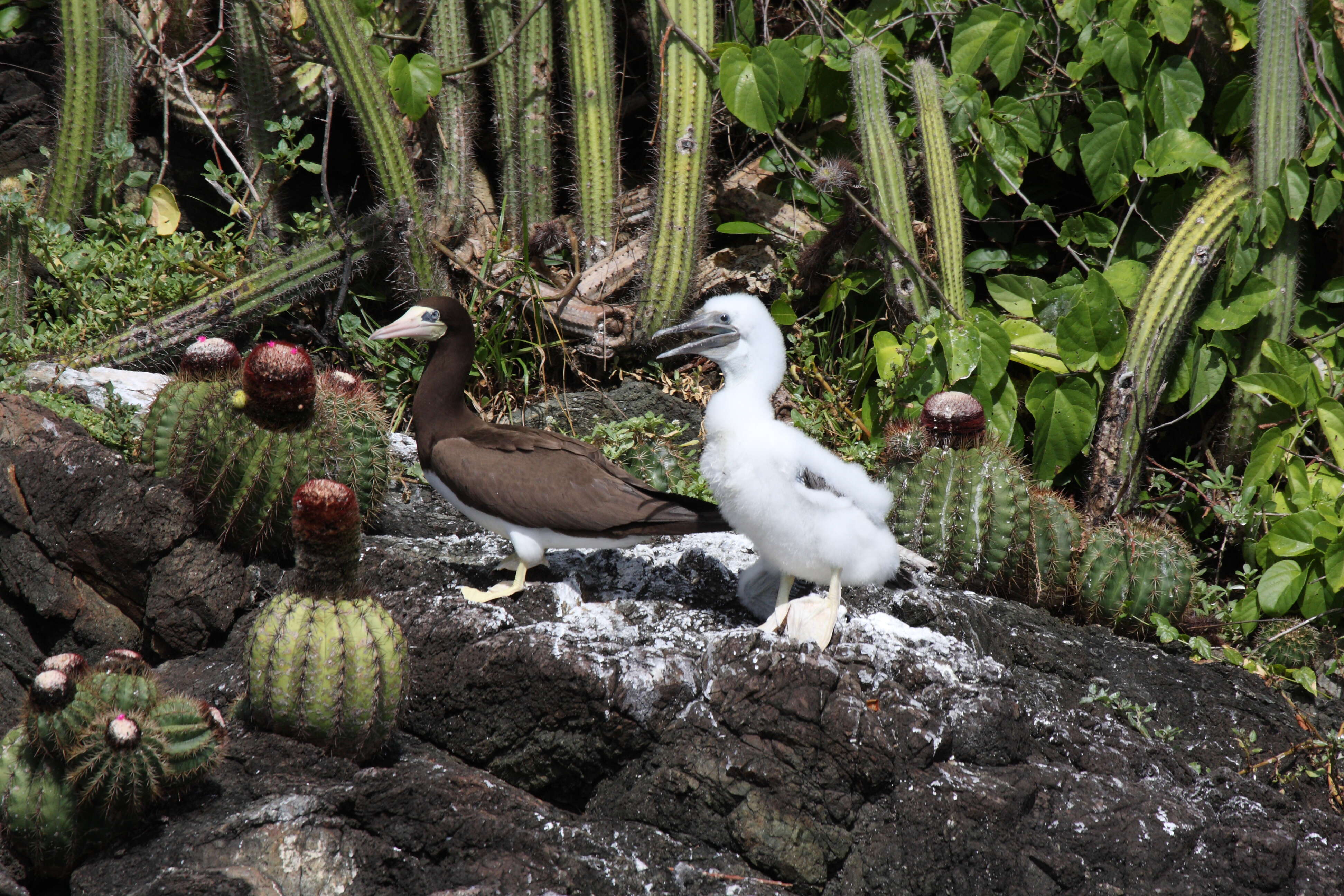 Image of Brown Booby