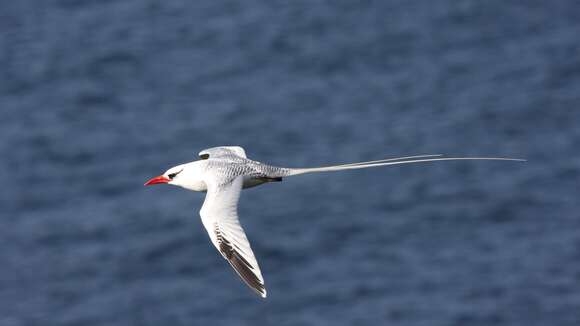 Image of Red-billed Tropicbird