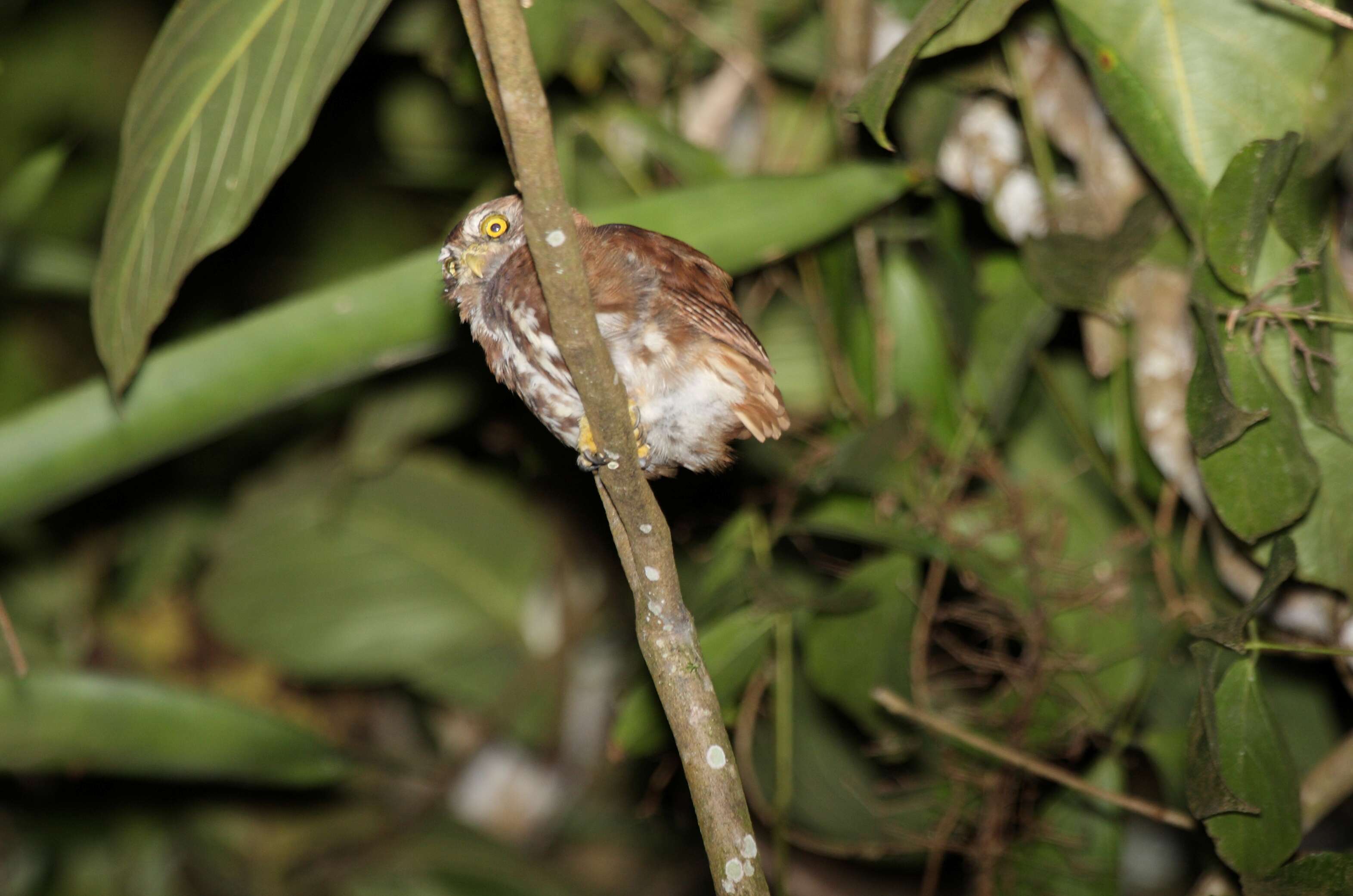 Image of Ferruginous Pygmy Owl