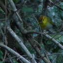 Image of Yellow-throated Warbler