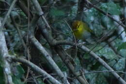 Image of Yellow-throated Warbler