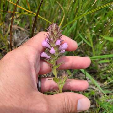 Image of rosy owl's-clover