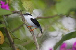 Image of White-bearded Manakin