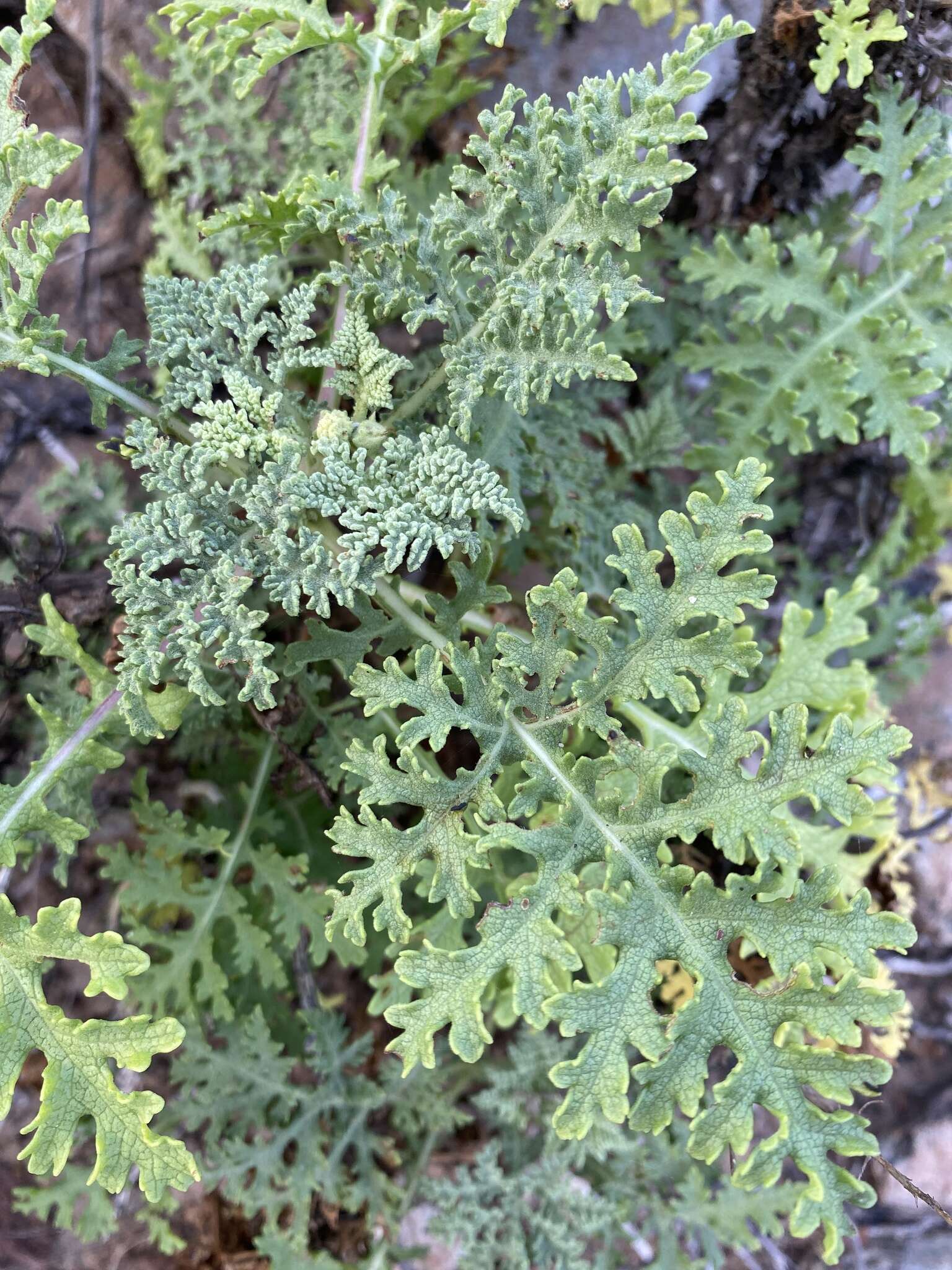 Image of Ambrosia camphorata (Greene) Payne