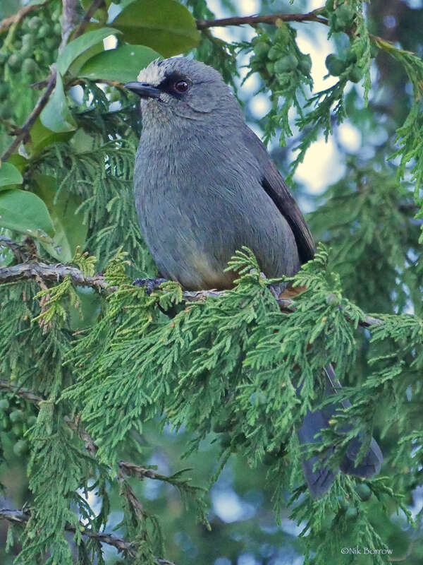 Image of Abyssinian Catbird