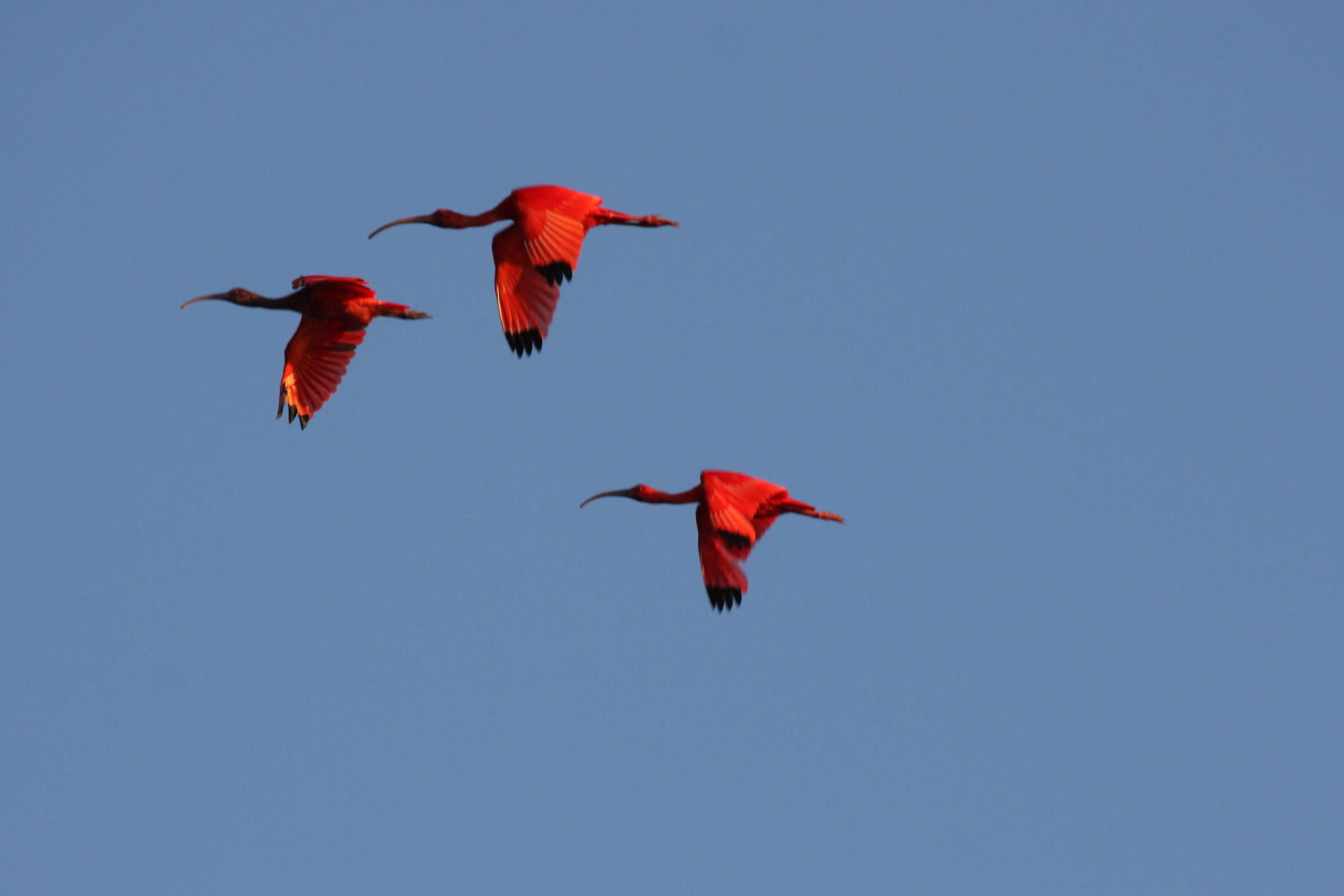 Image of Scarlet Ibis