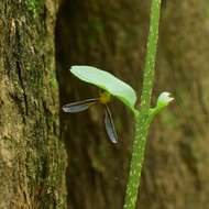 صورة Zoraida hubeiensis Chou, Lu, Huang & Wang 1985