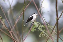 Image of Pied Water Tyrant