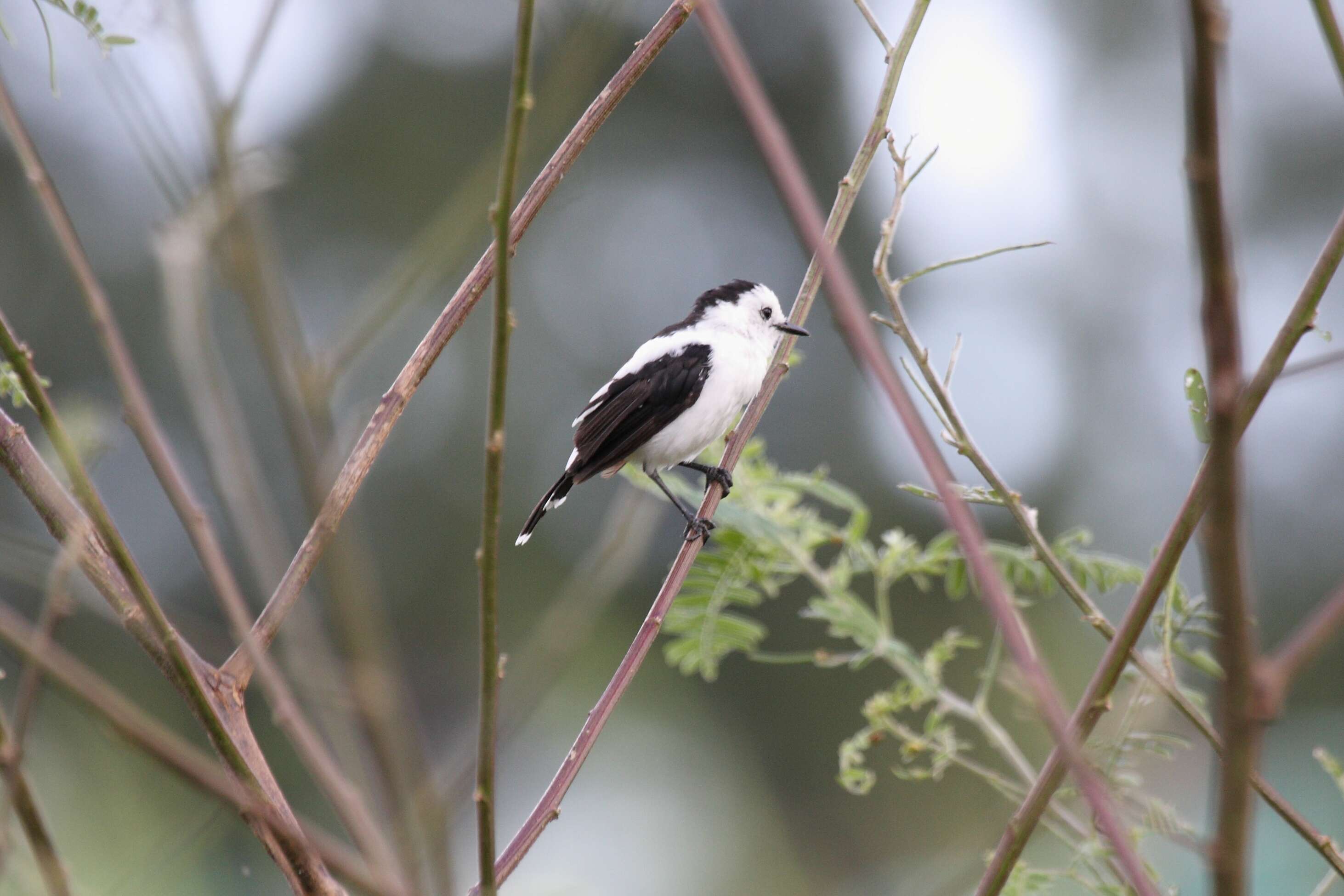 Image of Pied Water Tyrant