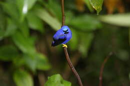 Image of Purple Honeycreeper