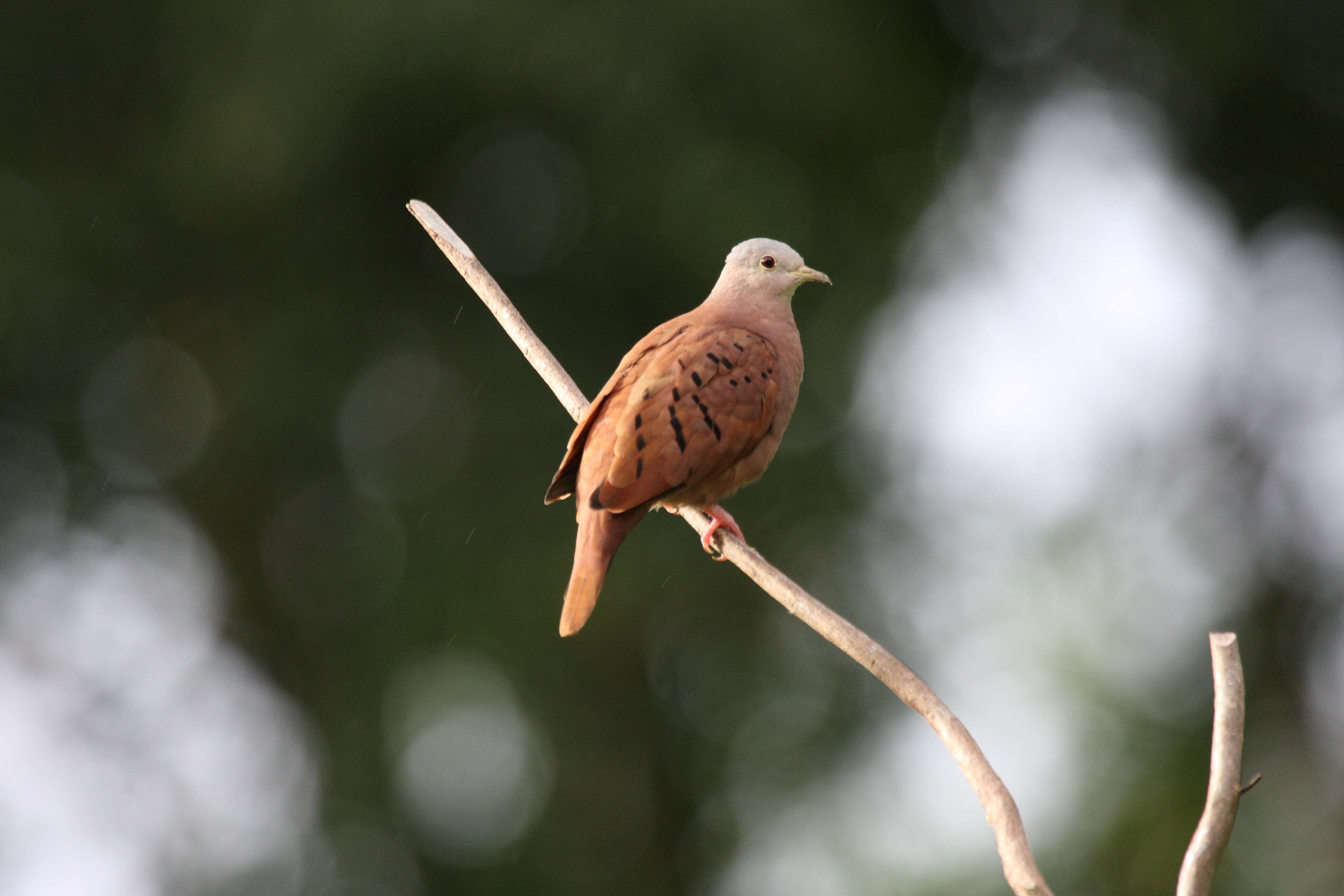 Image of Ruddy Ground Dove