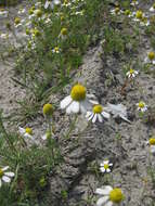 Image of Matricaria tzvelevii Pobed.