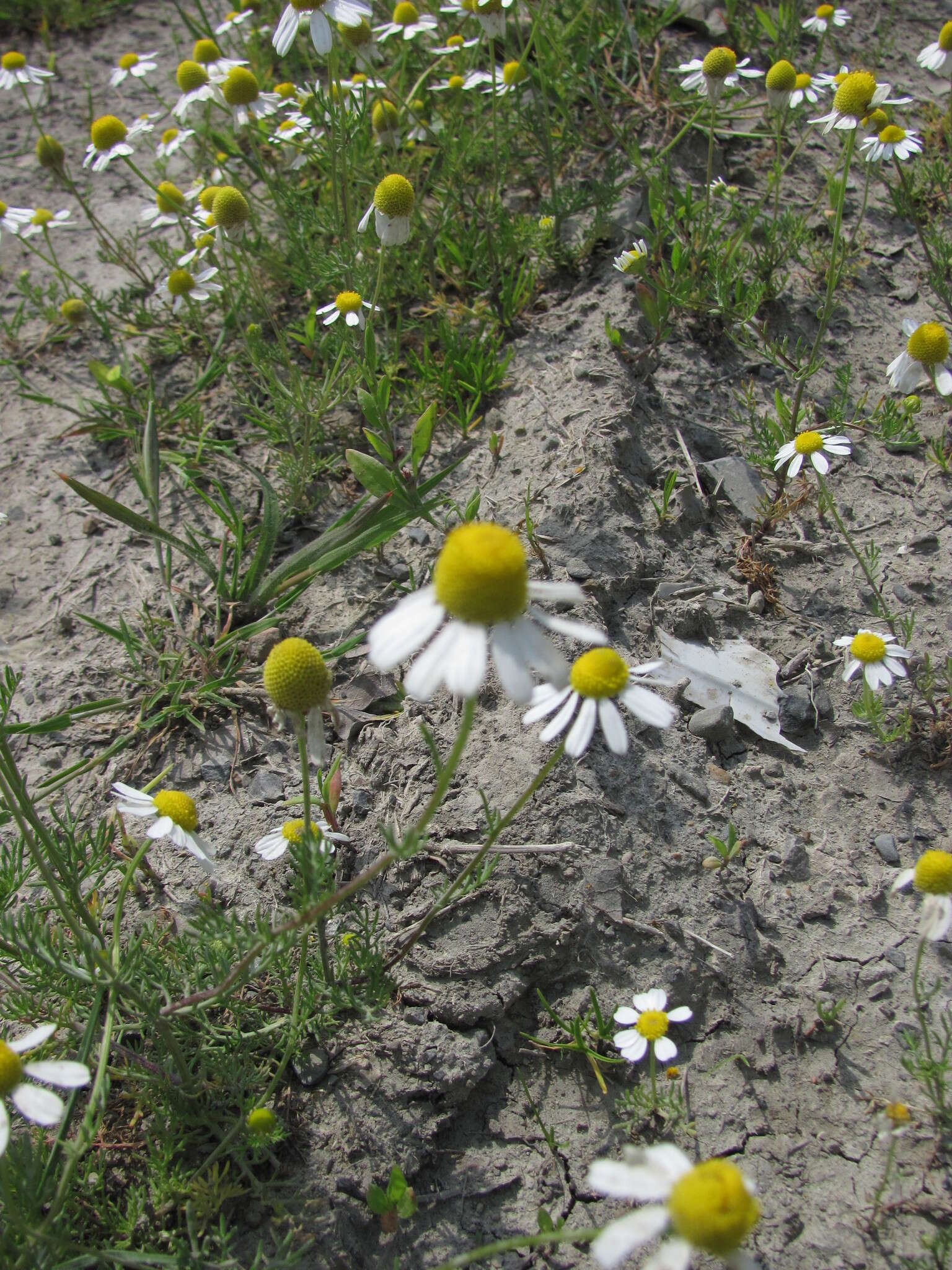 Image of Matricaria tzvelevii Pobed.