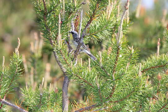 Image of Kirtland's Warbler