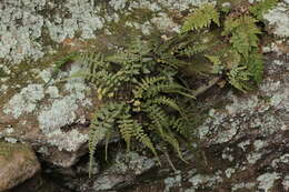 Image of spleenwort