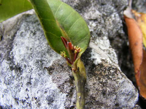 Image of Pimenta jamaicensis (Britton & Harris) Proctor