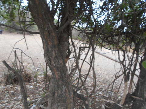 Image of Tricerma vitis-idaeum (Griseb.) Lundell