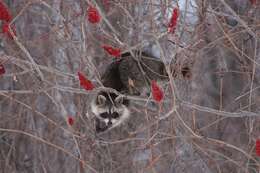 Image of raccoons