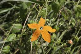 Image of Momordica humilis (Cogn.) C. Jeffrey