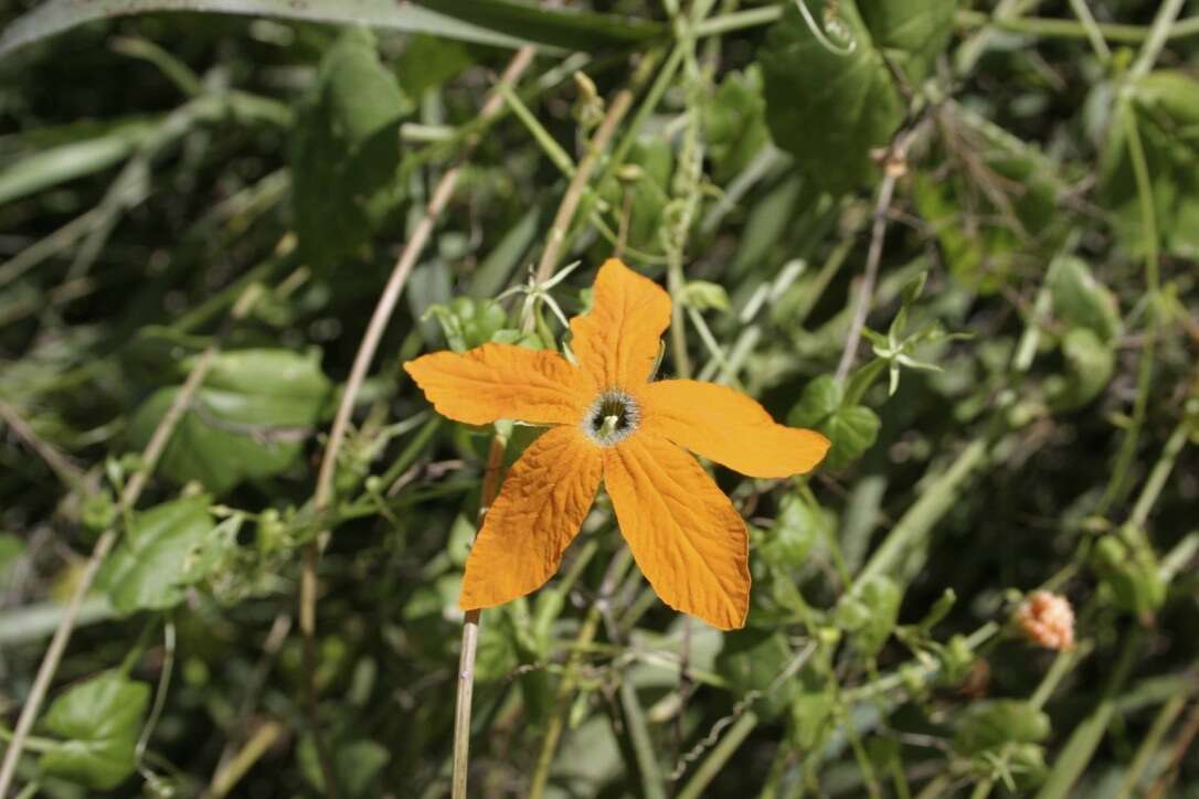 Image of Momordica humilis (Cogn.) C. Jeffrey