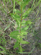 صورة Asclepias viridis Walt.