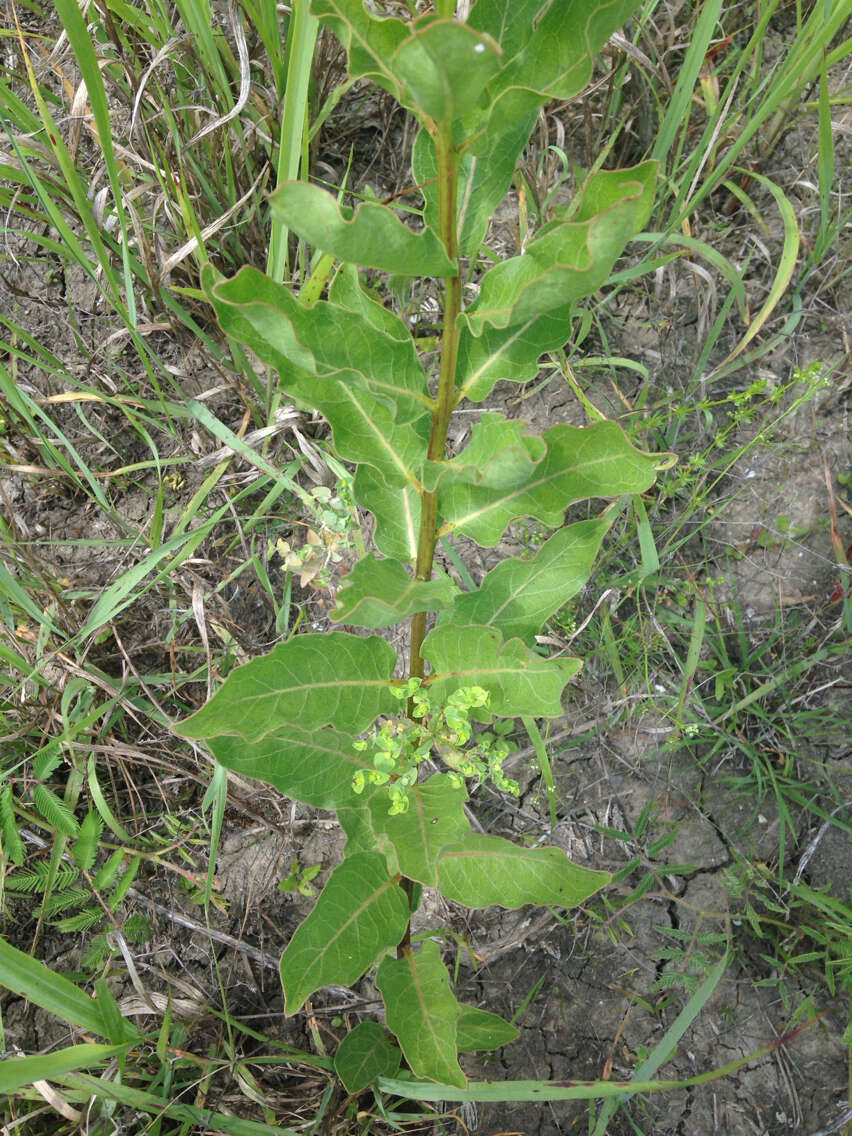 صورة Asclepias viridis Walt.