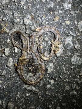 Image of Formosa Slug Snake