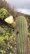 Image of Echinopsis chiloensis (Colla) H. Friedrich & G. D. Rowley