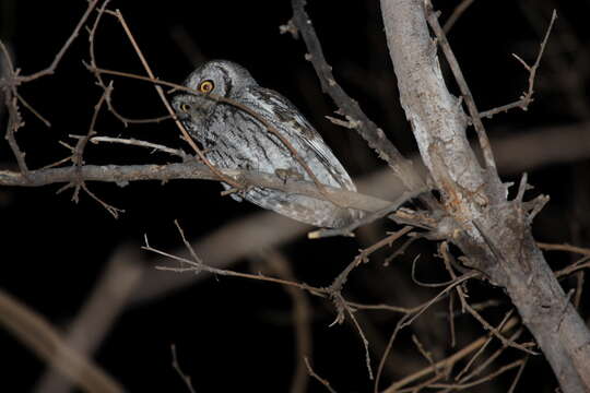 Image of Western Screech Owl