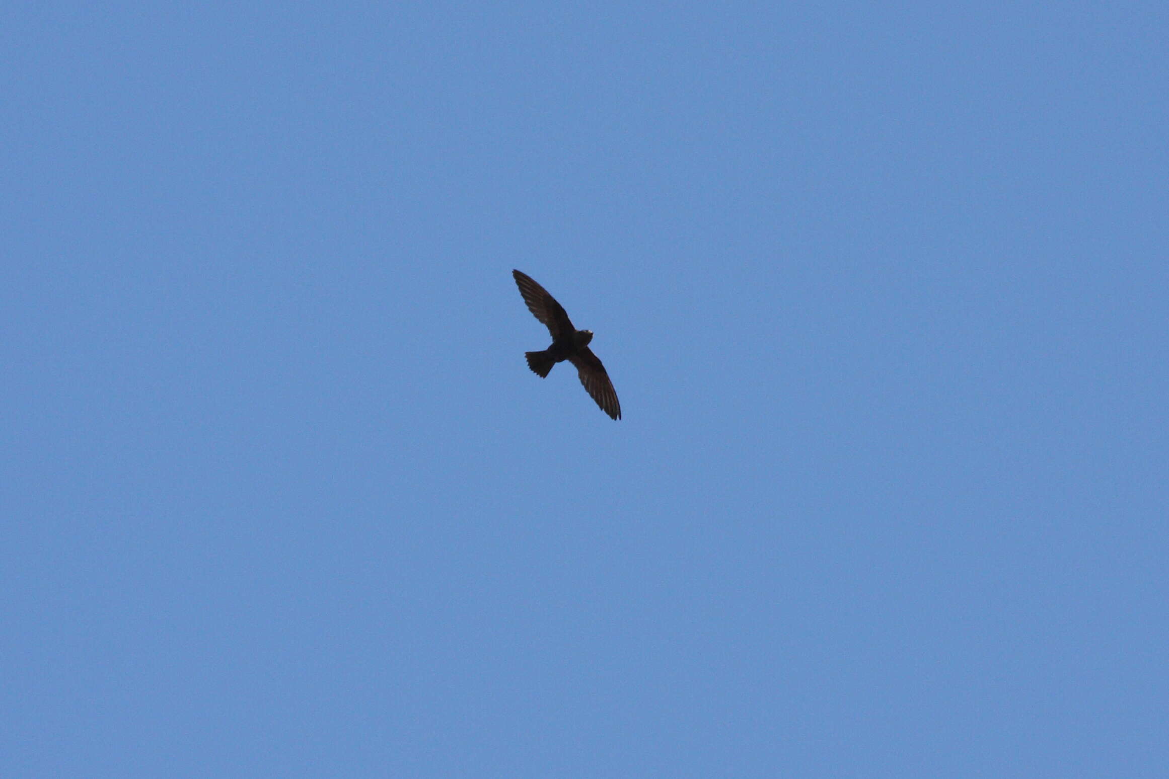 Image of White-collared Swift