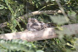 Image of Lesser Nighthawk