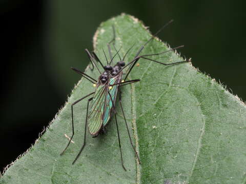 Image of Gnophomyia tristissima Osten Sacken 1860