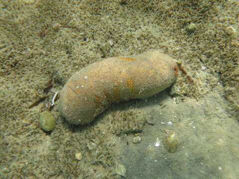 Image of Brown Sandfish