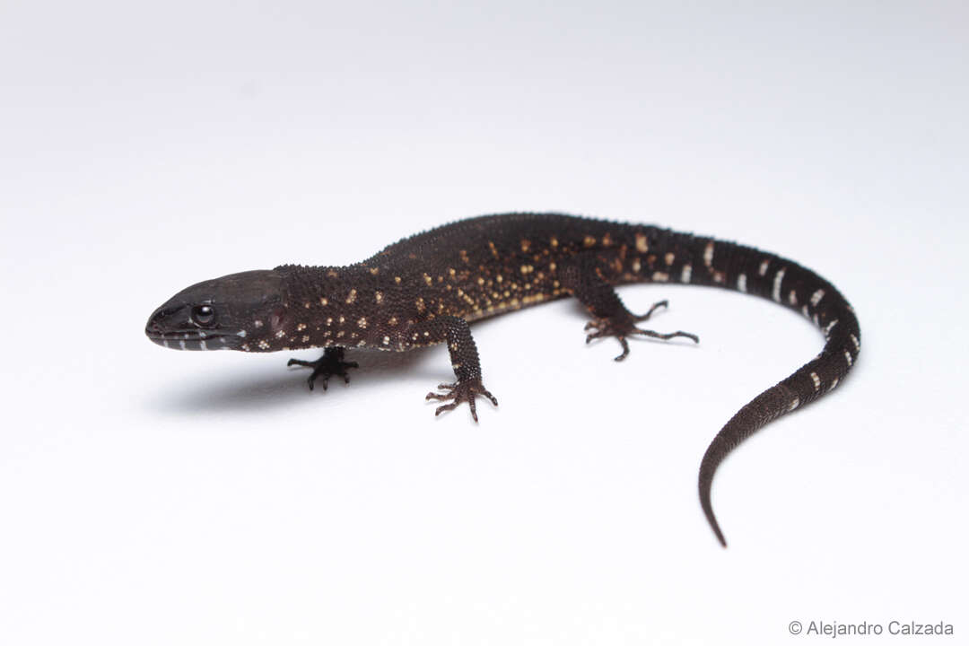 Image of Tuxtla Tropical Night Lizard