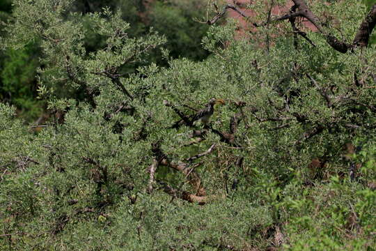 Image of Narrow-leaved mustard tree