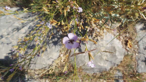 Imagem de Microbotryum dianthorum (Liro) H. Scholz & I. Scholz 1988