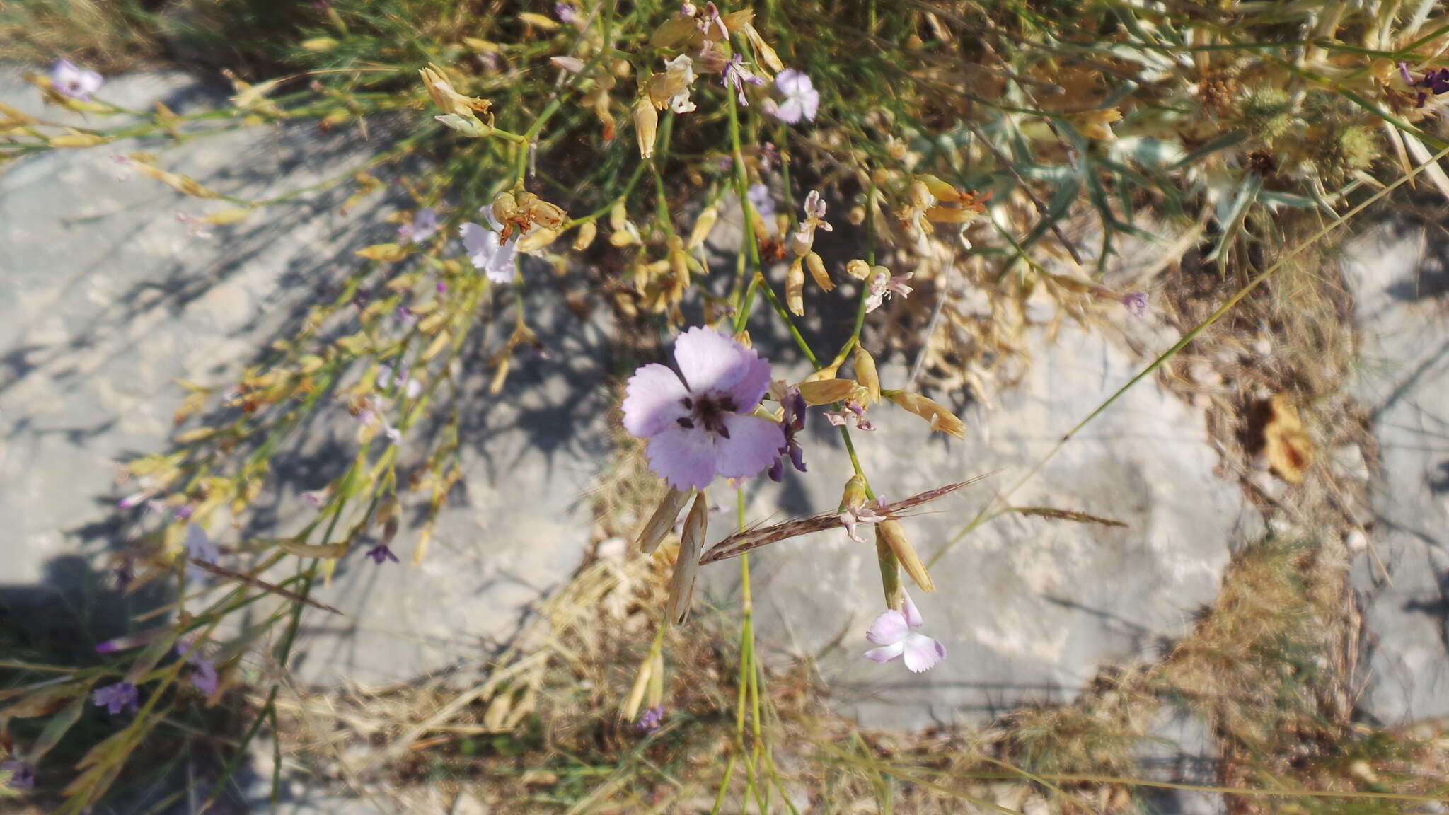 Image de Microbotryum dianthorum (Liro) H. Scholz & I. Scholz 1988