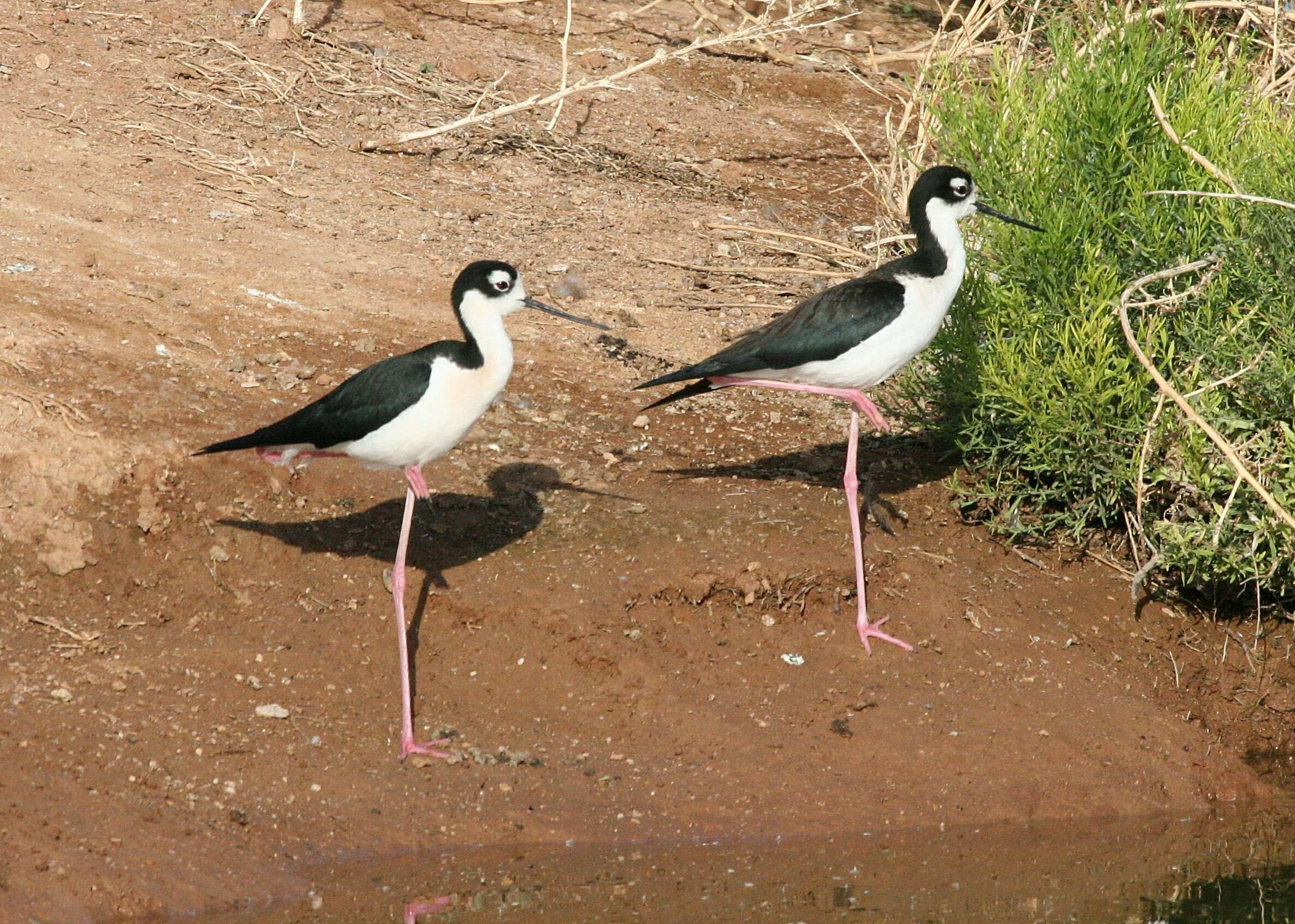 Image of Himantopus Brisson 1760