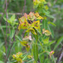 Image of Euphorbia pekinensis subsp. pekinensis