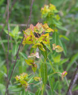 Image of Euphorbia pekinensis subsp. pekinensis