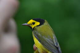 Image of Hooded Warbler