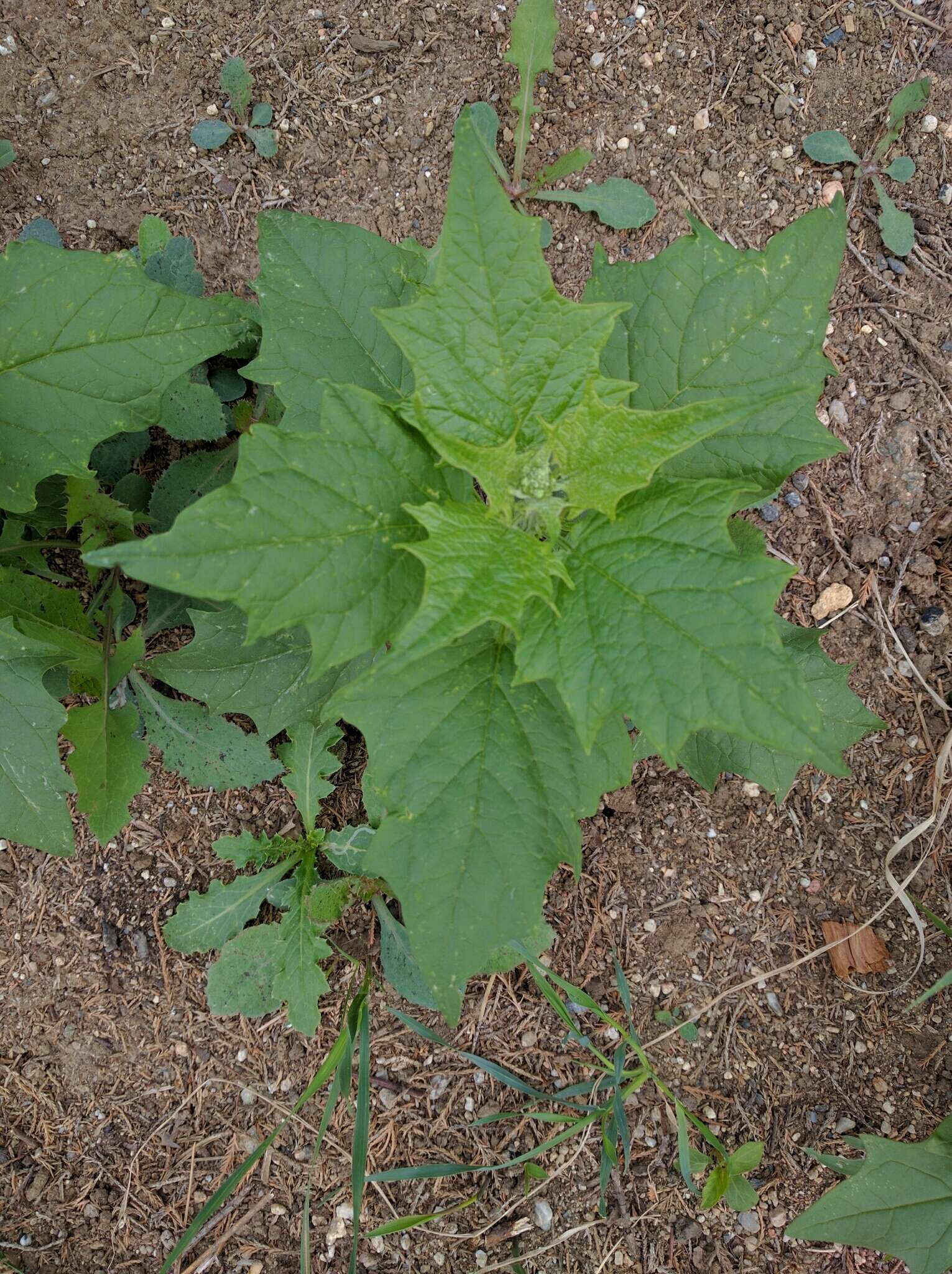 Plancia ëd Chenopodiastrum hybridum (L.) S. Fuentes, Uotila & Borsch