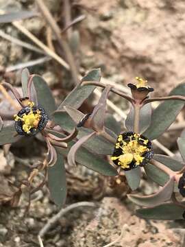 Image of Euphorbia tibetica Boiss.