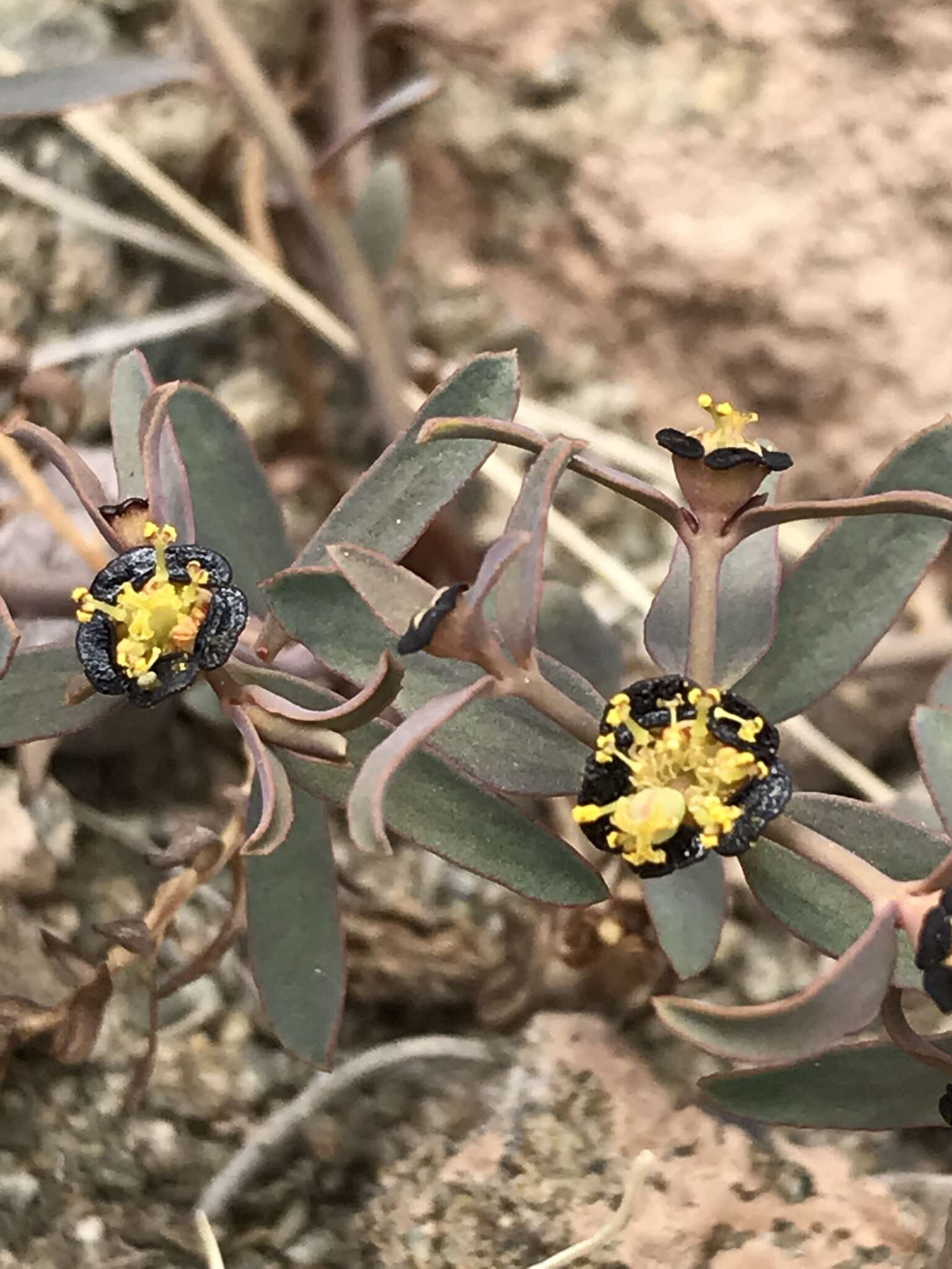 Imagem de Euphorbia tibetica Boiss.