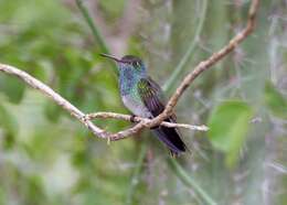 Image of Honduran Emerald